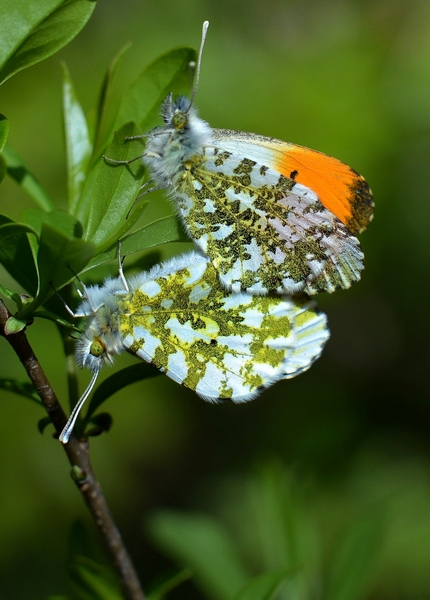 Anthocharis cardamines accoppiamento